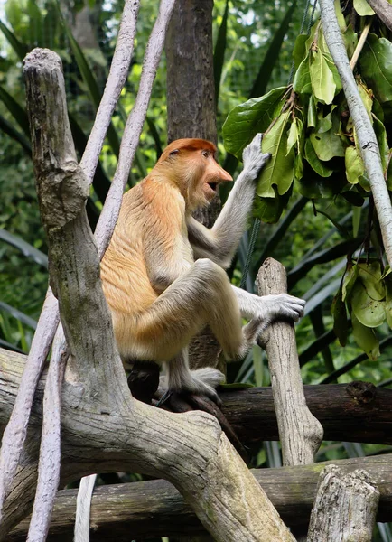 Proboscis Monkey This type of Primate family of monkeys. Distributed exclusively on the island of Borneo.