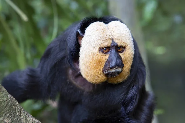 Saki Cara Blanca Este Tipo Primates Del Orden Monos Nariz — Foto de Stock