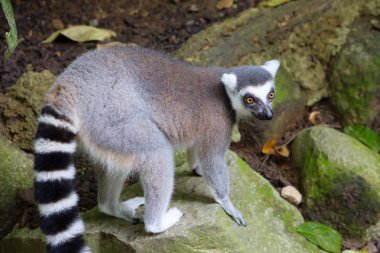 Lemur. Bu Lemurlar uyku sırasında kabul etmek için çok ilginç konumu: başını pençeleri ve kuyruk atmak omuzlarında arasına gizle.