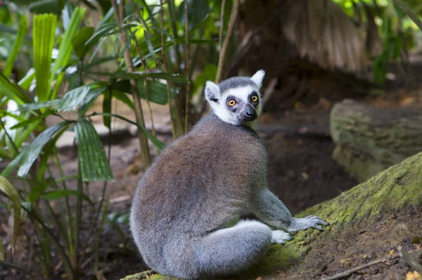 Lemur. Very interesting position to accept these lemurs during sleep: they hide the head between the paws and the tail throw on the shoulders.