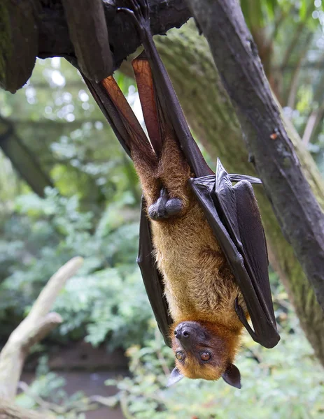 Flying fox. They are much larger than bats, wingspan they reach one and a half meters.