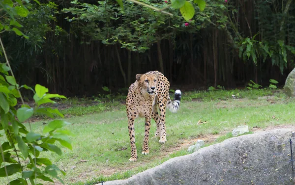 Cheetah Spotted Wind His Call Cheetah Maybe Two Seconds Reach — Stock Photo, Image