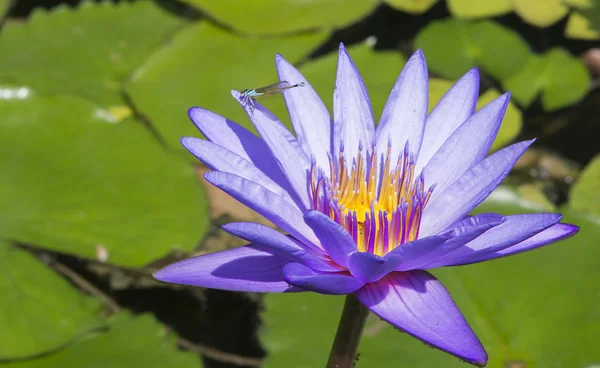 Water Lily Little Dragonfly Gorgeous Decorative Flowers Large Floating Water — Stock Photo, Image