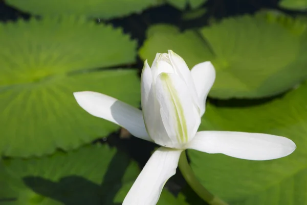 Bílá Voda Lily Bílá Voda Lily Květinu Neuvěřitelné Krásy Opravdu — Stock fotografie