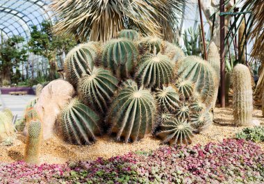 Kaktüsler grubudur. Sulu bir bitkidir, Meksika, popüler bir houseplant ortak.