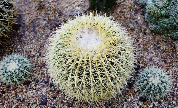 Złote Barrel Cactus Jest Roślina Soczysty Powszechne Meksyku Popularna Roślina Zdjęcia Stockowe bez tantiem