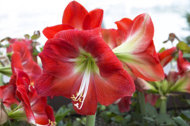 Amarilis. Amaryllis bizim favori iç mekan bitkileri biridir. Onun büyük güzel kokulu çiçekler kırmızı, beyaz veya pembe ve katı veya şeritli renk. Peduncle üzerinde yüksek çiçek soliter veya çok az.