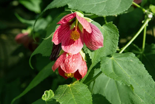 Kwiat Hybrydowy Abutilon Klon Kwitnienia Abutilon Należy Rodziny Roślin Mallow — Zdjęcie stockowe