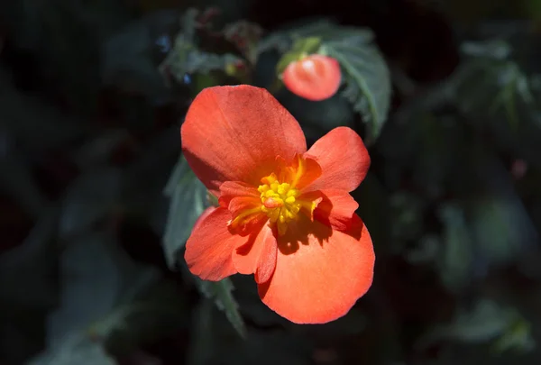 Begonia flower. Begonia is a flower of extraordinary beauty, which has an amazing ability to bloom all year round. It was first imported from Brazil in 1821 to the Botanical garden of Berlin. While this plant is cared for  it blooms without ceasing,