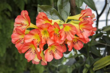 Clivia çiçek. Clivia nergis zambağı ailesine ait bir bitki olarak kabul edilir. Clivia çiçek Güney Amerika'nın subtropikal nemli ormanlarda yetişir.