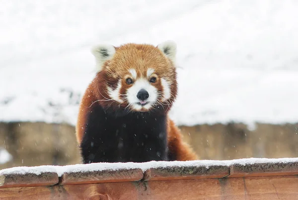 Small Panda (red Panda). Small Panda or red Panda the size of a little more than a cat. At the muzzle pattern as a mask. Conducts nocturnal, sleeping during the day. Red Panda is peace-loving nature.