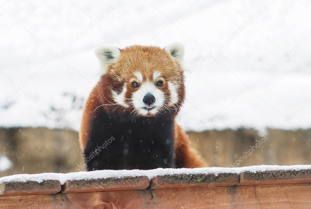 Small Panda (red Panda). Small Panda or red Panda the size of a little more than a cat. At the muzzle pattern as a mask. Conducts nocturnal, sleeping during the day. Red Panda is peace-loving nature.