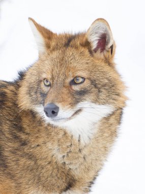 Jackal. Jackals differ in the small sizes. In appearance, the Jackal is very similar to the gray wolf, in fact, it is a small copy. Ordinary jackals are also called reed wolves. clipart