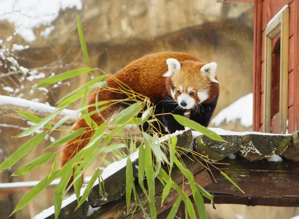 Small Panda (red Panda). Small Panda or red Panda the size of a little more than a cat. At the muzzle pattern as a mask. Conducts nocturnal, sleeping during the day. Red Panda is peace-loving nature.