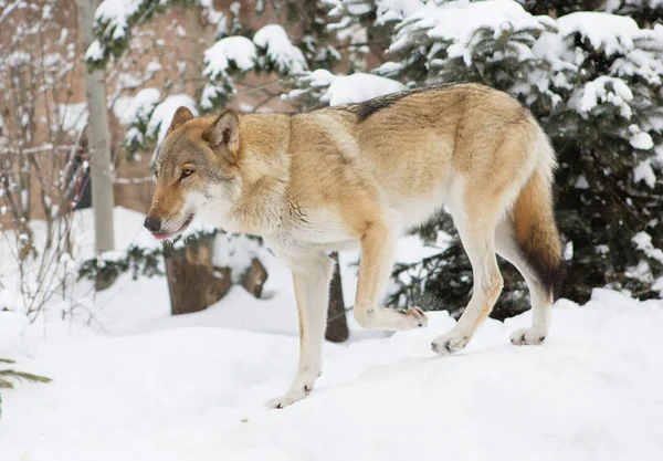 Wolf Vargar Djur Som Alla Kända Rovdjur — Stockfoto