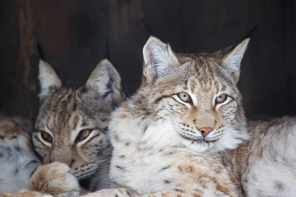 Lynx Euraziatische Lynx Grootste Van Alle Lynx Benen Grote Vacht — Stockfoto
