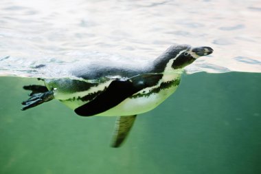 Penguen yüzer. Penguen Humboldt veya Perulu Penguen uçamayan bir kuş olduğunu. Humboldt penguenler tropik bölgelerde yaşayan tek penguenler vardır. Şili ve Peru kayalık kıyılarında doğurmak.