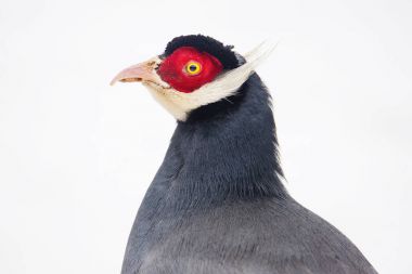 Brown kulaklı sülün. Sülün bu nesil Çin'de yaygın olarak dağıtılır. Kafa kapağı siyah renkli, kulak tüyleri beyaz tufts vardır..