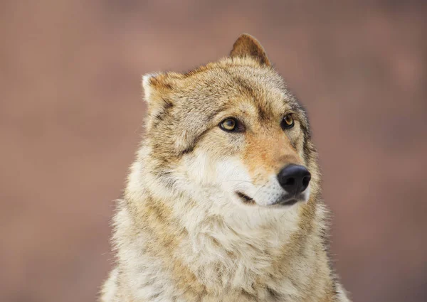 Lobo Gris Gray Wolf Una Especie Mamíferos Depredadores Familia Los — Foto de Stock