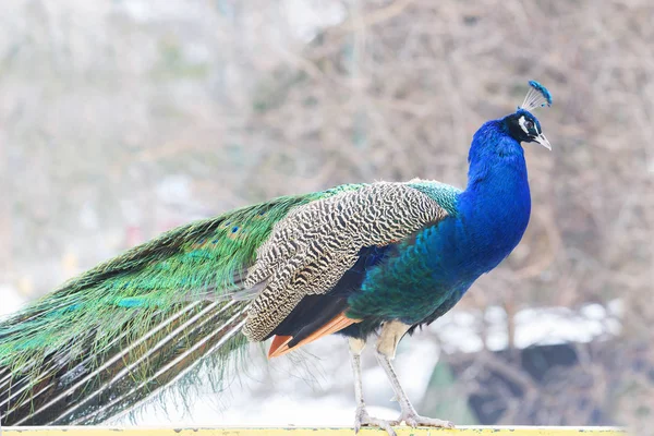 Paon Mâle Paon Est Des Beaux Oiseaux Forestiers Grâce Son — Photo