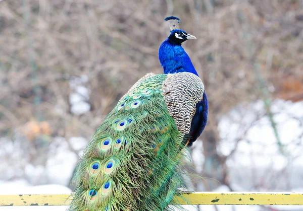 Peacock (male). Peacock is one of the most beautiful forest birds. Thanks to its exquisite appearance, peacock since ancient times kept at home.