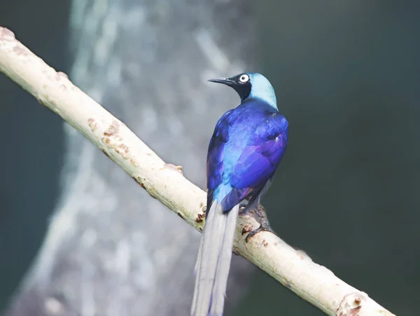 Long Ουρά Γυαλιστερό Starling Songbird Φτέρωμα Των Ενήλικα Πουλιά Σκούρο — Φωτογραφία Αρχείου