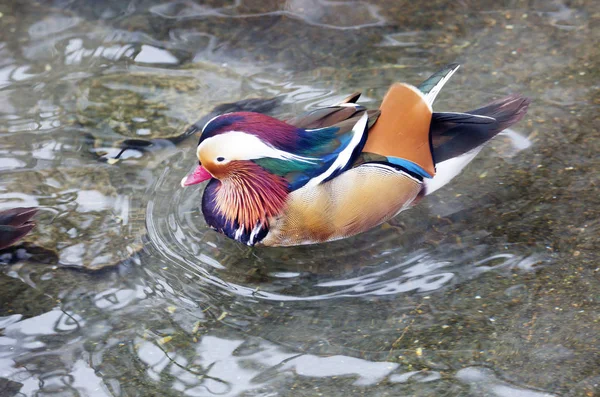 Mandarin Duck Mandarin Duck Est Des Beaux Oiseaux Notre Planète — Photo