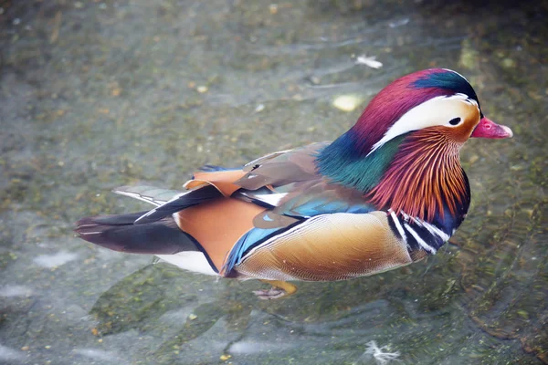 Mandarin Duck Mandarin Duck Est Des Beaux Oiseaux Notre Planète — Photo