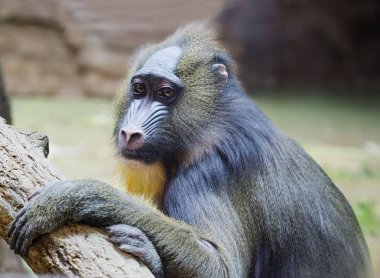 Mandrill'di. Maymun. Bu tür bir primat aile maymun. Babunlar ailesinin en büyük temsilcileri Mandrils vardır.