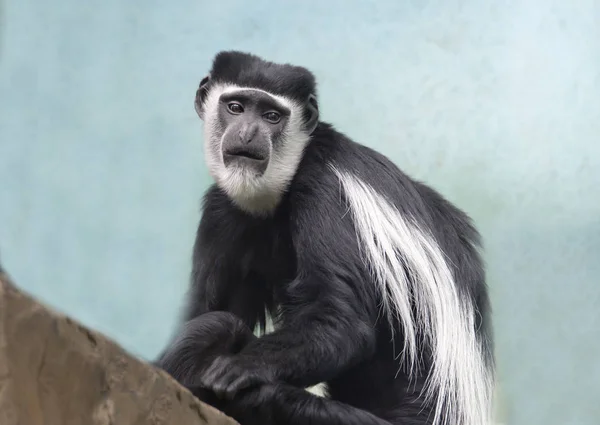 Černobílá Colobus Opice List Opice Tento Druh Rodiny Kosmanů Opice — Stock fotografie