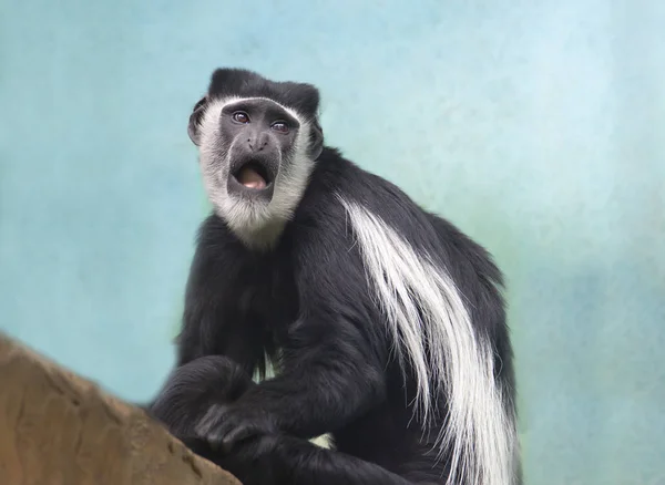 Czarno Białe Colobus Małpa Liść Małp Tego Gatunku Małp Marmozet — Zdjęcie stockowe