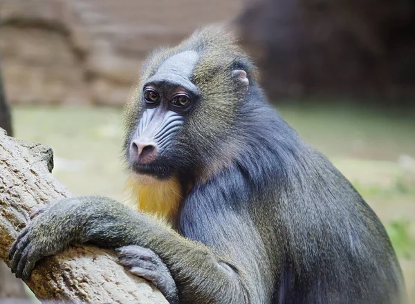 Mandrill. Baboon. This type of Primate family of monkeys. Mandrils are the largest representatives of the family of baboons.