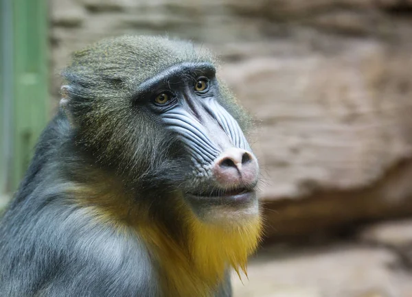 Mandrill Babuino Este Tipo Primates Familia Monos Mandrils Son Los — Foto de Stock