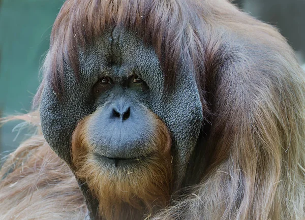 Orangután Macho Palabra Orangután Idioma Los Residentes Locales Traduce Como — Foto de Stock