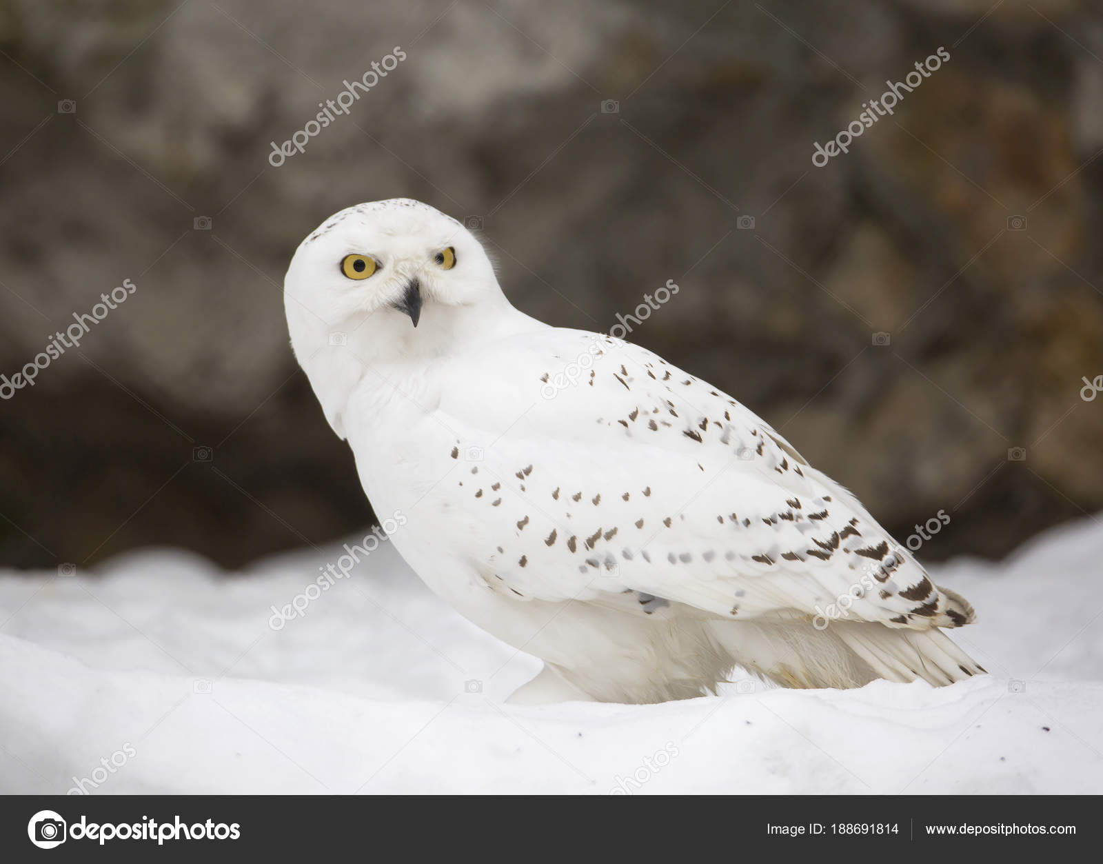 Renard polaire - Vikidia, l'encyclopédie des 8-13 ans, image size:1600x1253