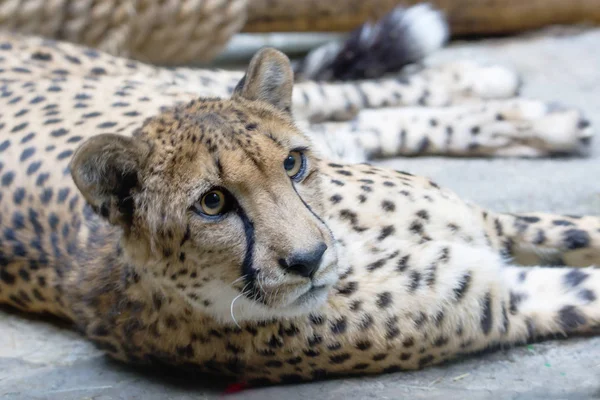Cheetah Cheetah Een Vleesetende Zoogdier Uit Familie Van Kat Woont — Stockfoto