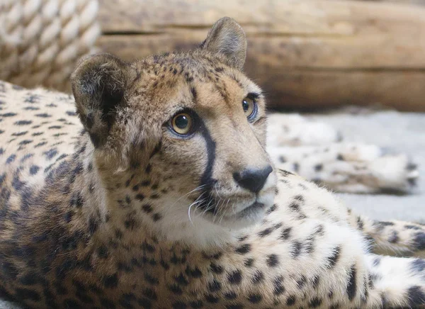 Cheetah Cheetah Carnivorous Mammal Cat Family Lives Most Countries Africa — стоковое фото
