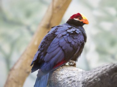 Menekşe Turaco. Uzun bir kuyruk, orta boy bir mor renk kuşla. Afrika ormanlarında yaşıyor. Sulu meyve beslenir. Muz seviyor.