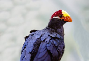 Menekşe Turaco. Uzun bir kuyruk, orta boy bir mor renk kuşla. Afrika ormanlarında yaşıyor. Sulu meyve beslenir. Muz seviyor.