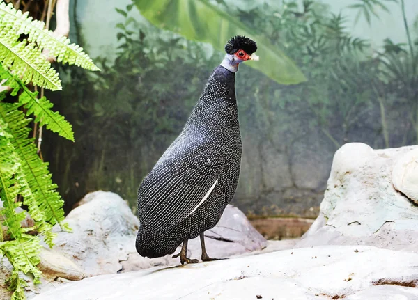 Haubenperlhuhn Der Vogel Ist Berühmt Für Sein Schönes Gefieder Schwarze — Stockfoto
