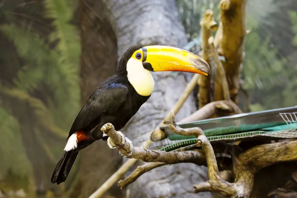 Toucan Tucanos Com Seu Olhar Enorme Bico Como Fossem Pintados — Fotografia de Stock