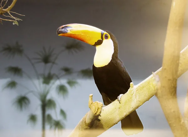 Toucan Tucanos Com Seu Olhar Enorme Bico Como Fossem Pintados — Fotografia de Stock