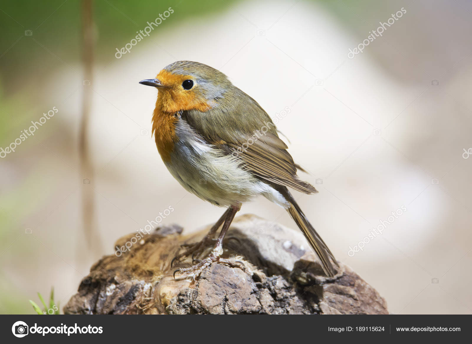 Robin Est Petit Oiseau Chanteur Ont Des Ailes Robin Queue