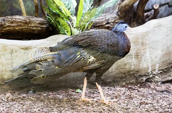 Pheasant Argus Bons Argumentos Aves Incríveis Incrivelmente Bonitas Que Representam — Fotografia de Stock