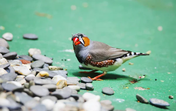 Finch Vogels Met Zwart Witte Strepen Borst Vogels Verschillen Mooi — Stockfoto