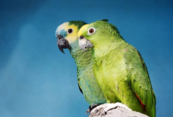 Parrot Blue Haired Amazon Amazon Has Powerful Rounded Beak Can — Stock Photo, Image