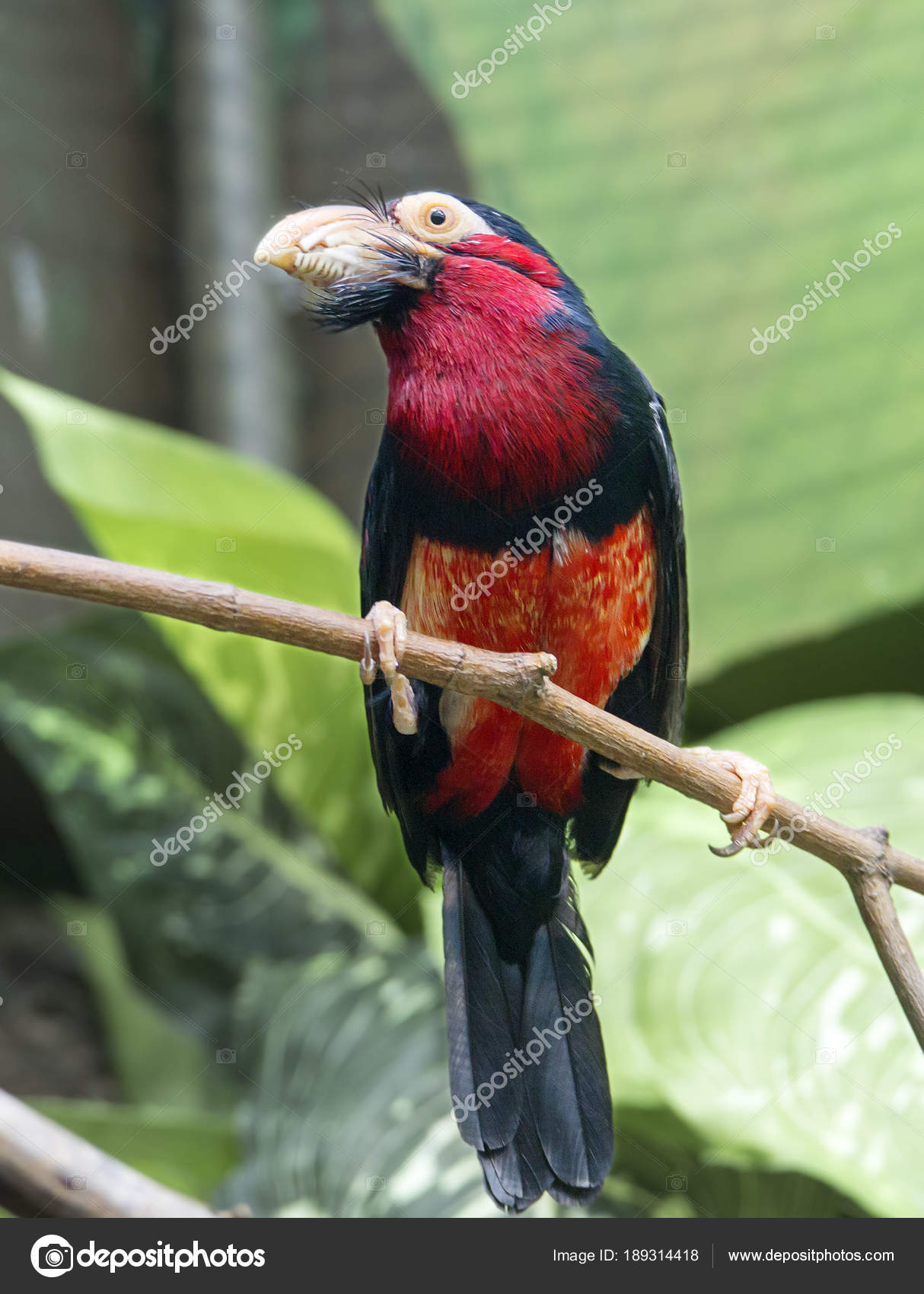 Oiseau Libia Sénégalais Est Une Famille Oiseaux Groupe Des
