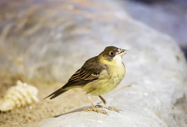 Grijze Gors Vogel Heeft Een Gele Buik Grijsbruin Wassen Hoofd — Stockfoto