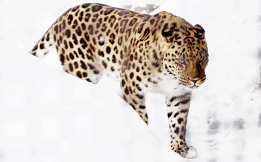 Amur leoparı. Yırtıcı kedi aileden memeliyse. Benzersiz bir tür tehlikesiyle karşı karşıya.