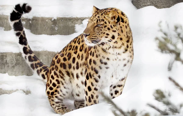 Amur Leopard Dravý Savec Čeledi Kočka Unikátní Druhy Ohrožené Vyhynutím — Stock fotografie